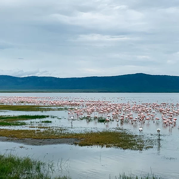 safari-tanzania-fenicotteri-lago-manyara