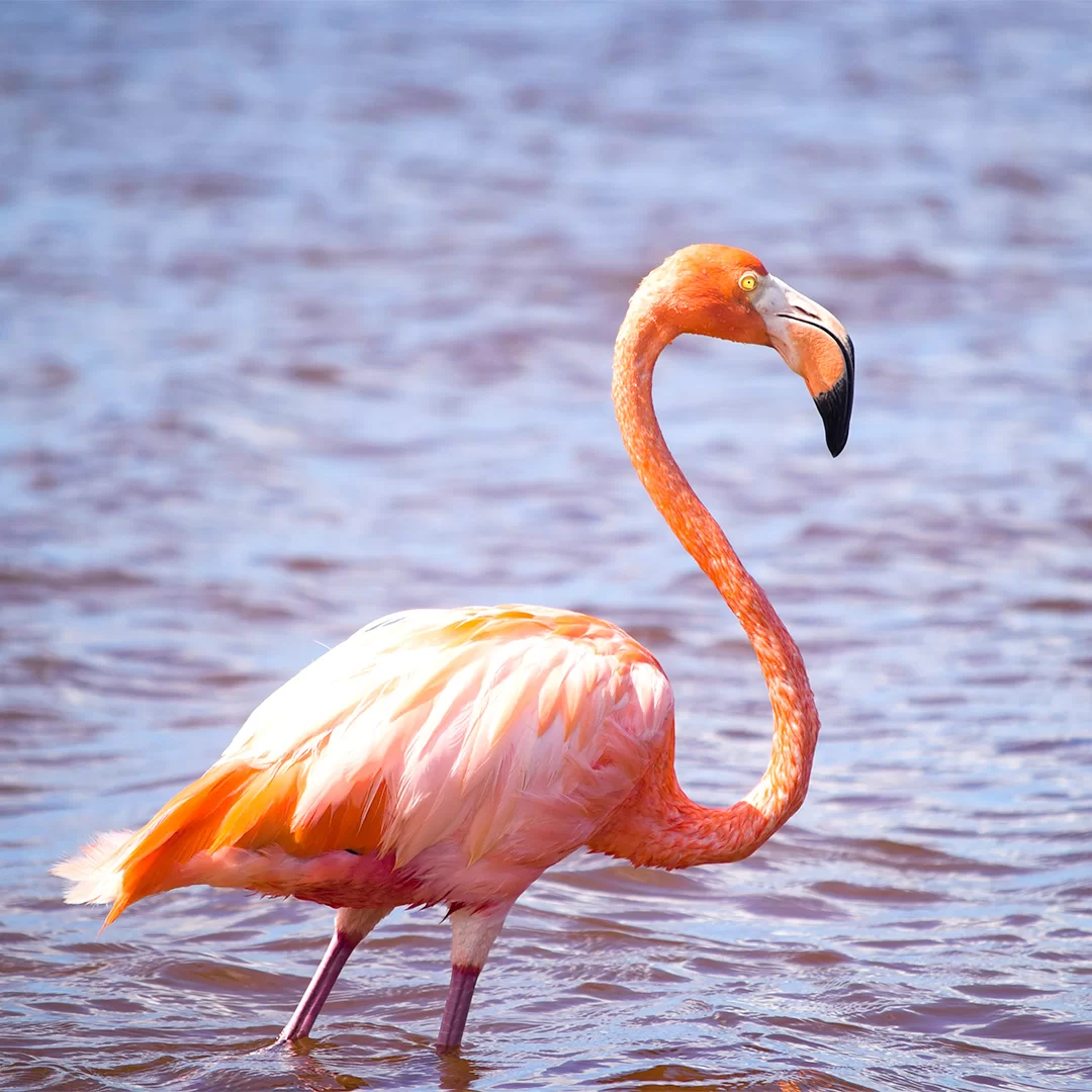 fenicotteri-rosa-lago-manyara-tanzania