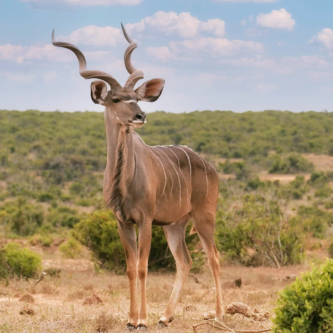 tanzania-parco-ruaha-kudu-antilope
