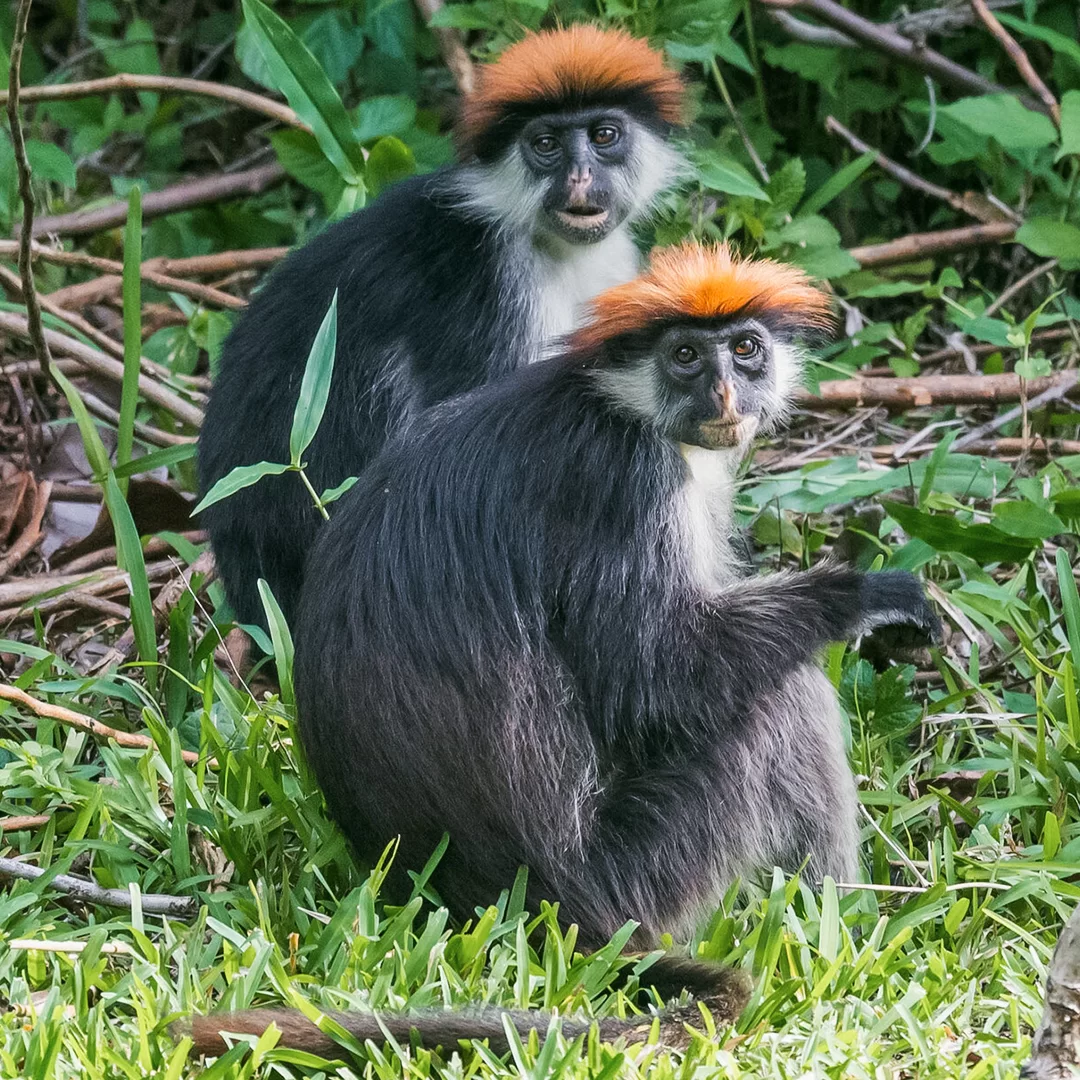 tanzania-safari-colobo-rosso-iringa