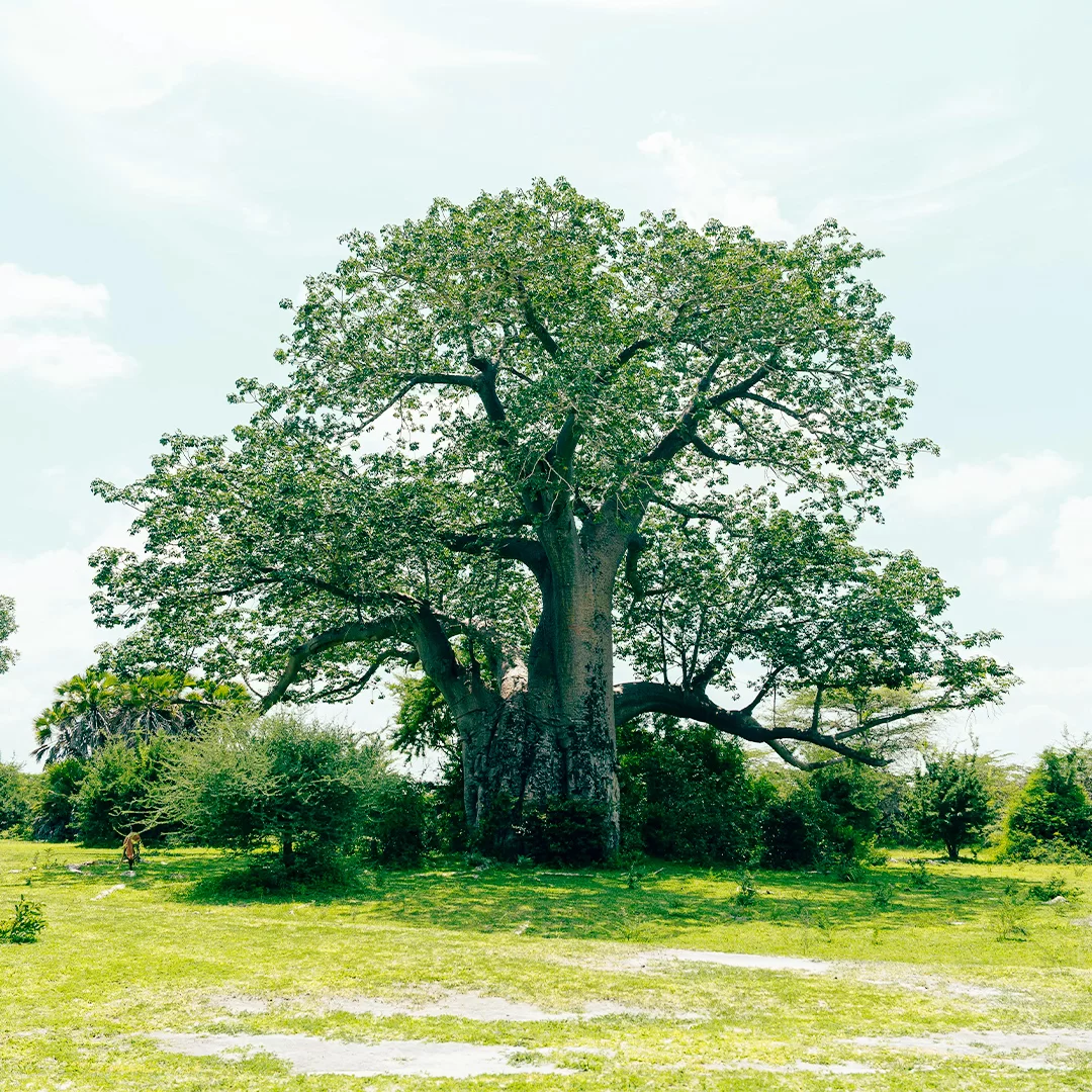 tanzania-safari-parchi-baobab