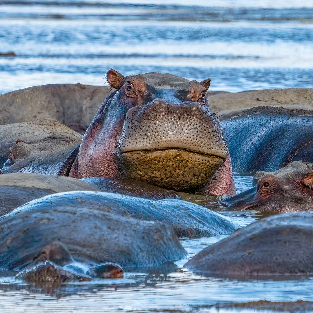 tanzania-safari-parchi-ippopotami