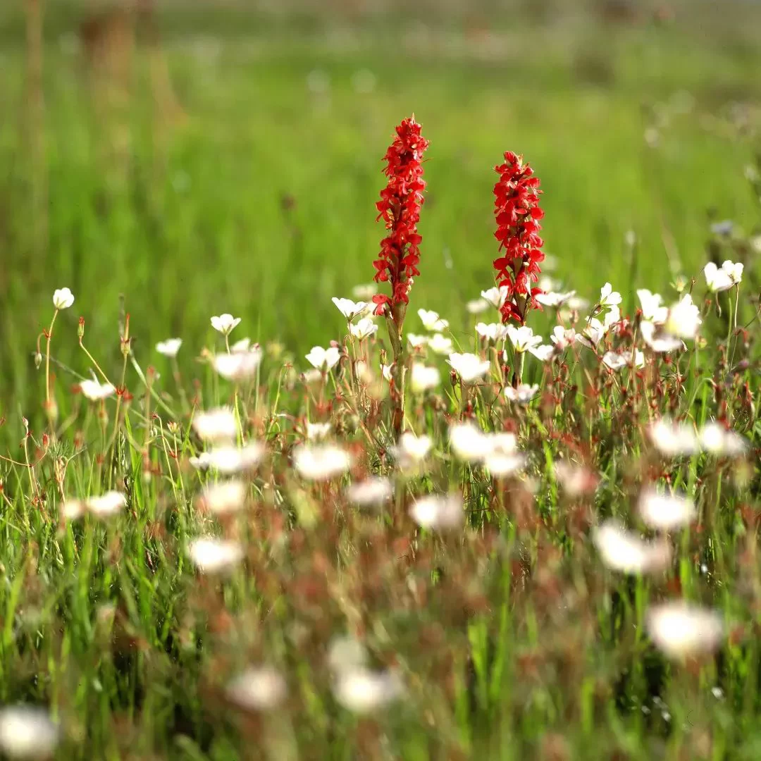 Photo: Kitulo National Park