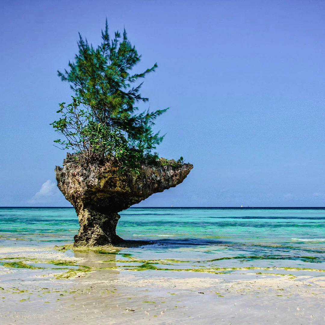 zanzibar-pemba-tanzania-safari