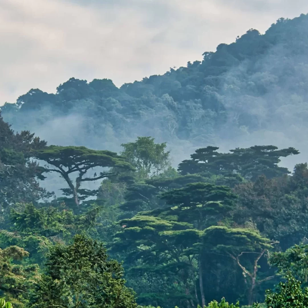 vacanza-safari-tanzania-udzungwa-parchi-nazionali